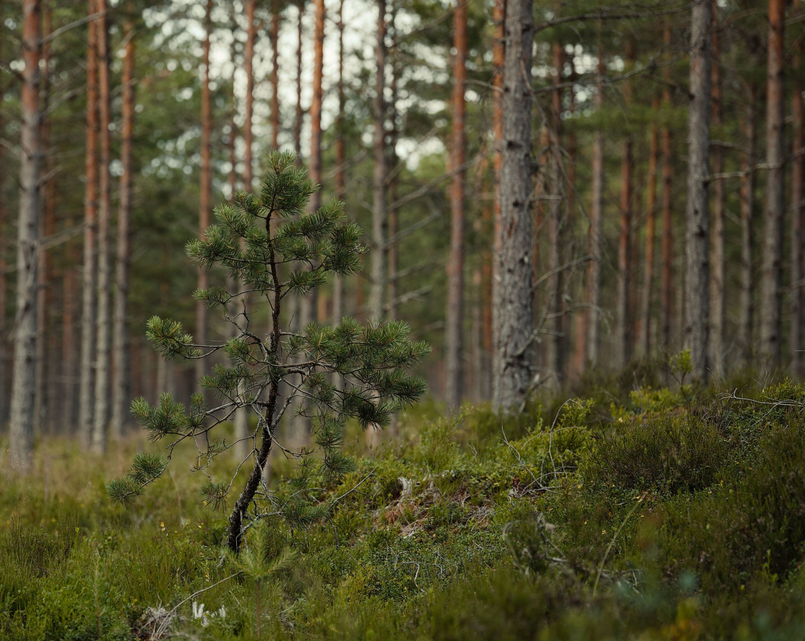 Ung tall som växer i en stilla skogsglänta